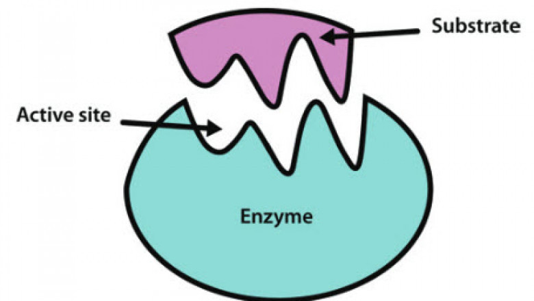 Global Enzymes Market 2021 Trending Technologies, Developments, Key Players and Forecast to 2021- 2027