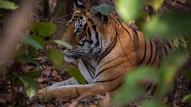 How to reach kanha national park | Book Kanha Tour +91-7557322322