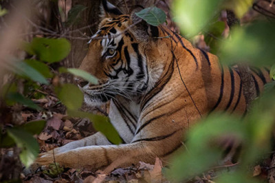 How to reach kanha national park | Book Kanha Tour +91-7557322322