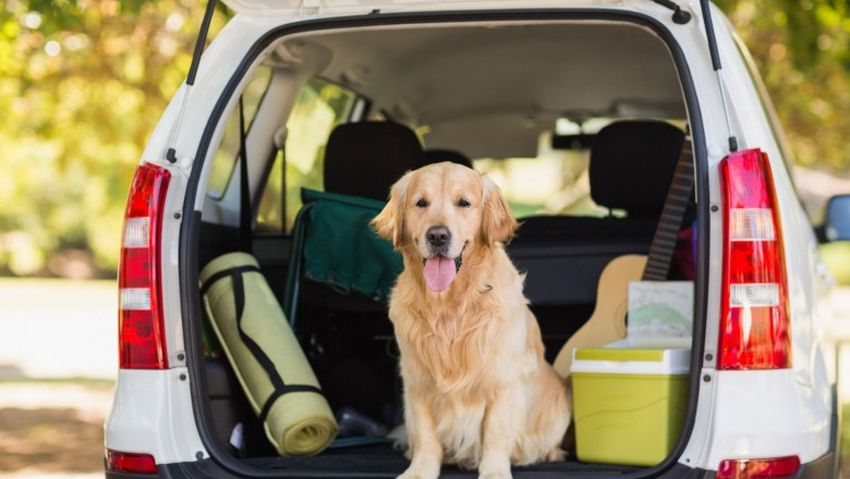 Moving with Pets? How to Move Them Successfully