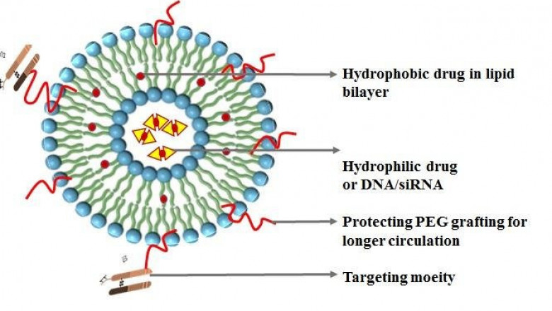 Global Liposomes Drug Delivery Market Intelligence Report Offers Growth Prospects 2021-2027 | Gilead Sciences, Pacira, Sun Pharmaceutical