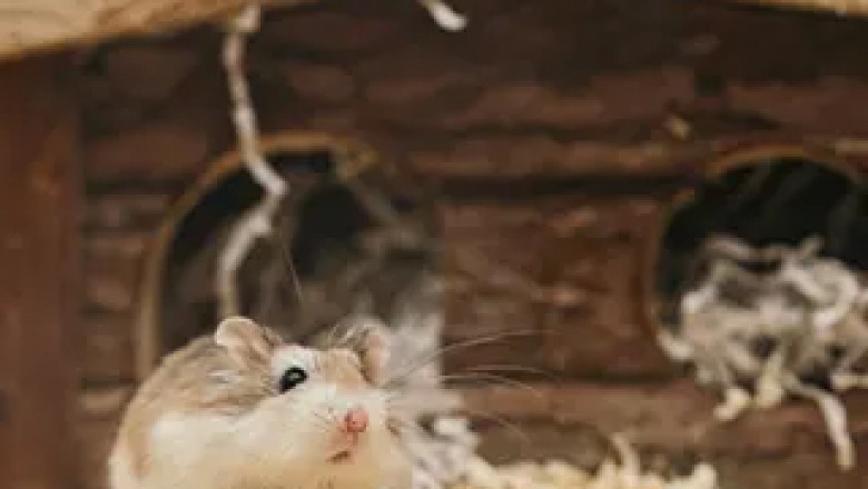 Mr. Goxx, The Cryptocurrency-Trading Hamster, Dies