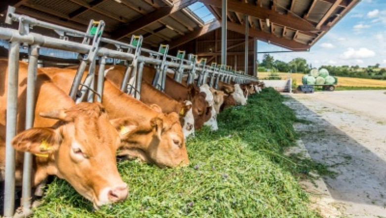 Latest Report on Animal Feed Additives Market 2021 Global Industry Type, Size, Key Players like BASF SE, Tyson Foods