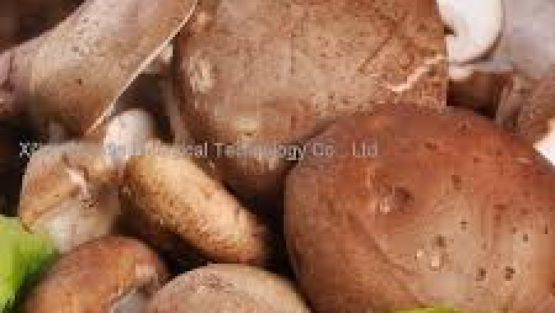 Lentinan Market In-Depth Analysis, Significant Growth, Top Companies Data, Forecast to 2026