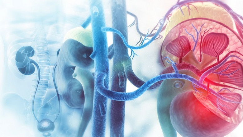 Renal Denervation Market: Services Type to Grow at 48.5% CAGR During 2016-2023