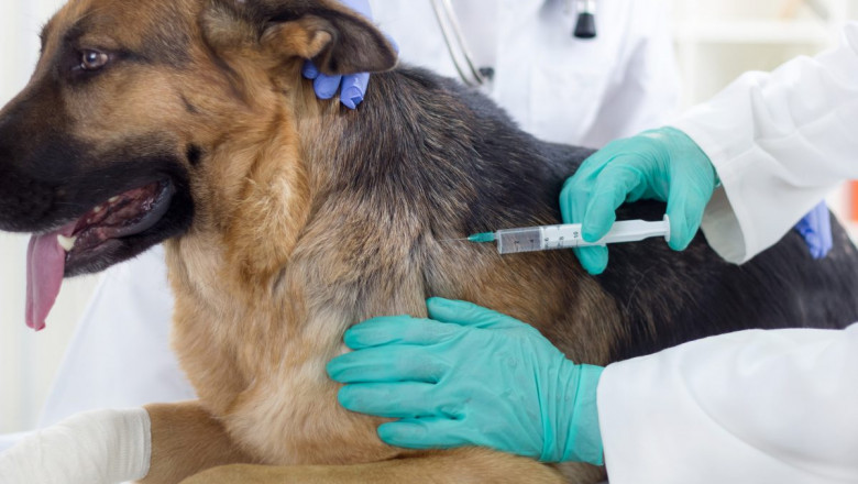 Veterinary Vaccine Market Industry Overview by Size, Share, Trends, Growth Factors, Historical Analysis and Segmentation Forecast to 2026