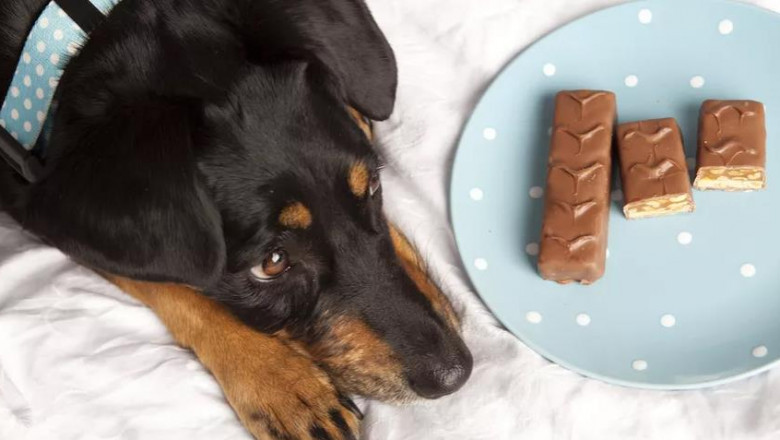 How Much Chocolate Is Toxic to Dogs?