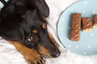 How Much Chocolate Is Toxic to Dogs?