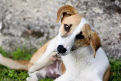 How to Get Rid of Fleas