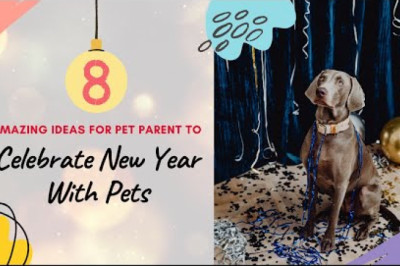 8 Amazing Ideas for Pet Parent to Celebrate New Year with Pets in 2022