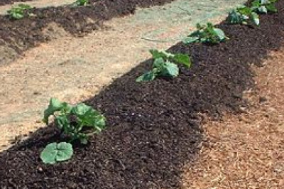 Biosolids Market Top Competitor Analysis, Growth Aspects during Forecast 2026