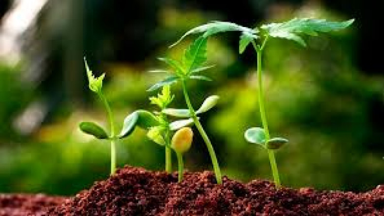 Plant Activators Market Size Forecast to Reach $1.1 Billion by 2025