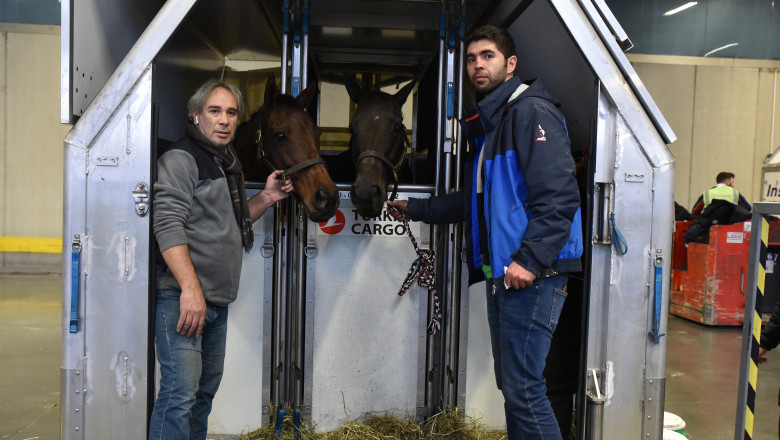 Turkish Cargo enables safe passage for 63 horses from Chicago to Istanbul