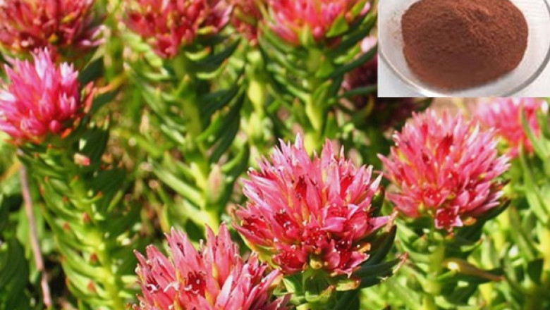 Rhodiola Rosea P.E. Market Size, Global Demands, Comprehensive Analysis and Forecast 2026