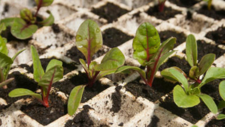 Secondary Macronutrients Market Size Forecast to Reach $38 Billion by 2025