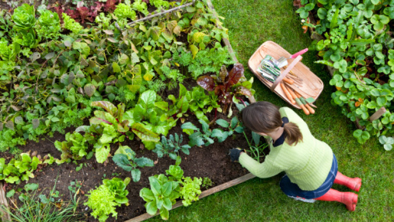 Advantages of Crop Rotation for Vegetable Garden