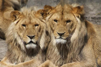 How to Reach Gir National Park +91-7557322322