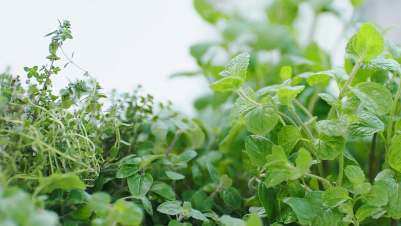 Phytogenic Feed Additives Market – Improve Poultry Performance