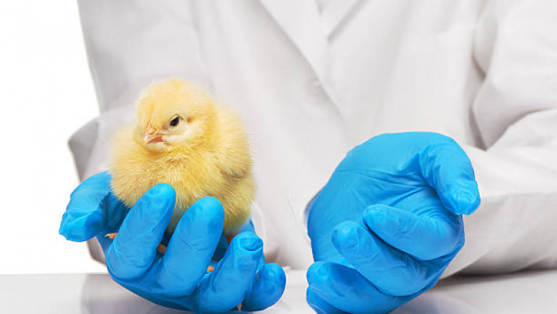 Poultry Diagnostics Market 2021-2026: Analysis, Global Trends and Forecast