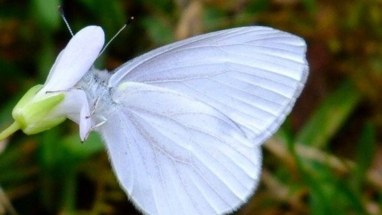 What is the Spiritual Meaning of the White Butterfly?