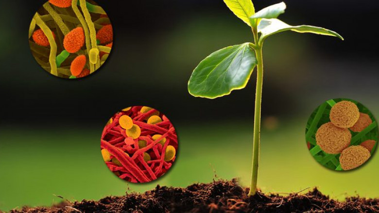 In-depth Analysis on Biostimulants Market 2021 Focusing on key Players like BASF SE,Syngenta