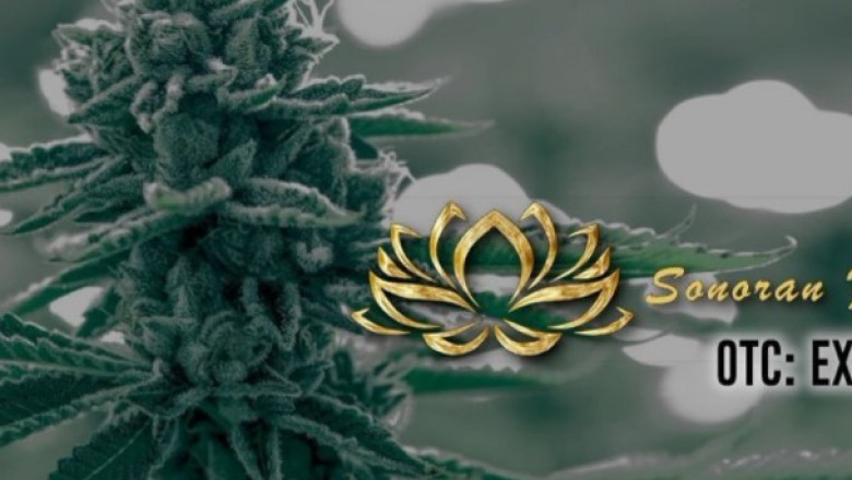 Premium Health & Wellness Product Producer for the Emerging High Value CBD Marketplace: Anything Technologies Media, Inc. (OTC: EXMT)