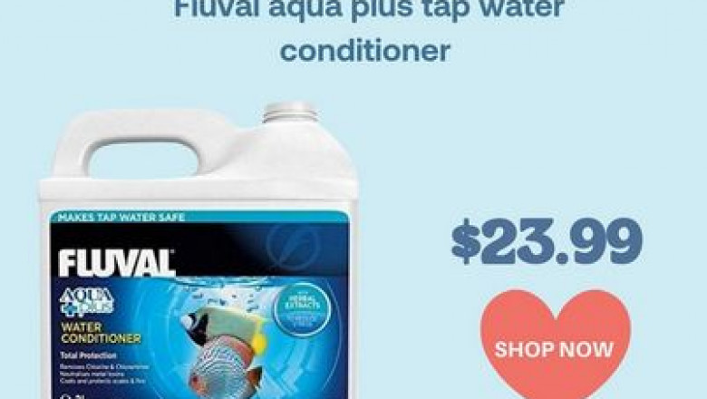 Bearded Dragons - Best Family Pet