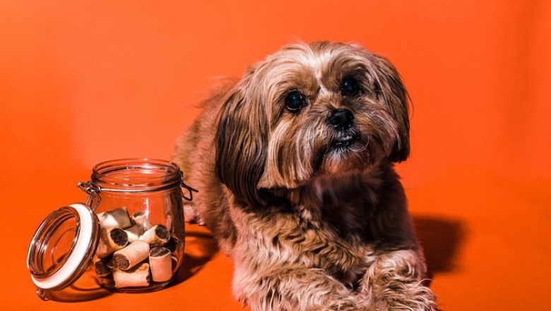 6 Healthy Treats for Your Dog during Training