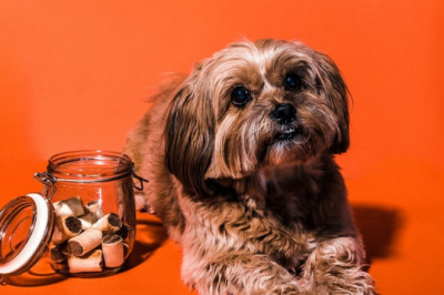 6 Healthy Treats for Your Dog during Training