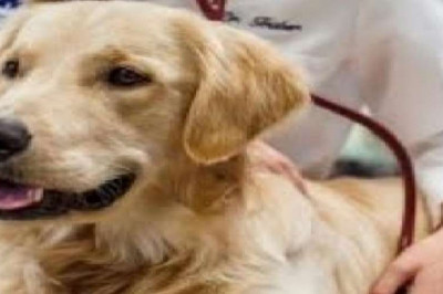 Best Report on Animal Parasiticides Market 2021: By Top Key Players like Elanco Animal Health, Merck & Co. Inc.