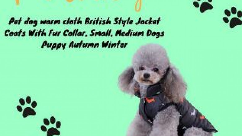 Bearded Dragons Care