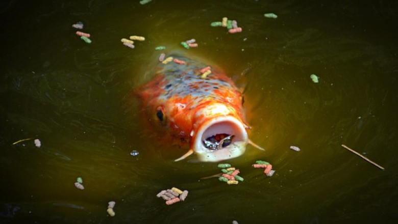 Ornamental Fish Feed Market 2019 Global with Companies & End-User, SWOT Analysis Forecast 2027