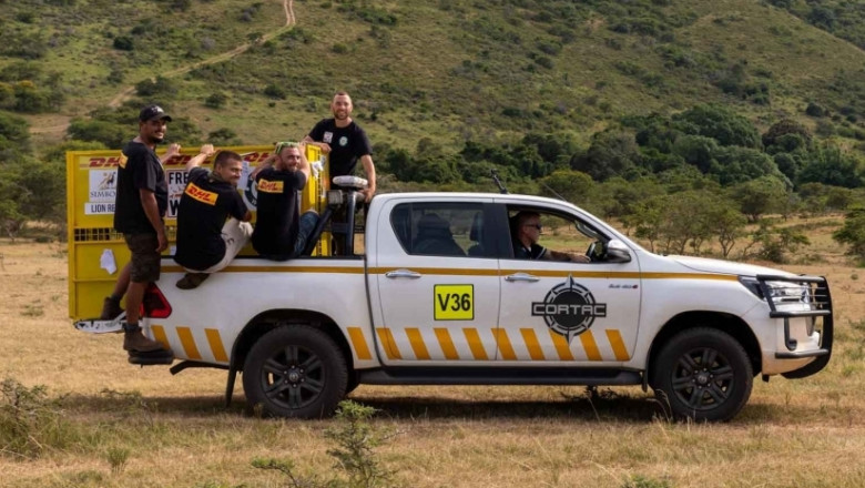DHL Global Forwarding helps to relocate wild cats from Ukraine to South Africa