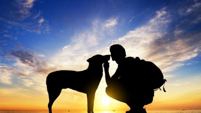 What You Should Know About Pet Cremation