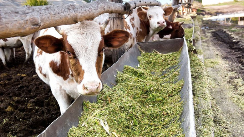Protein Hydrolysate for Animal Feed Application Market 2027: In-Depth Research Report
