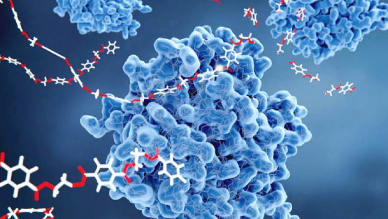 Enzymes Market 2021- Key Players - Danisco, DSM And AB Enzymes