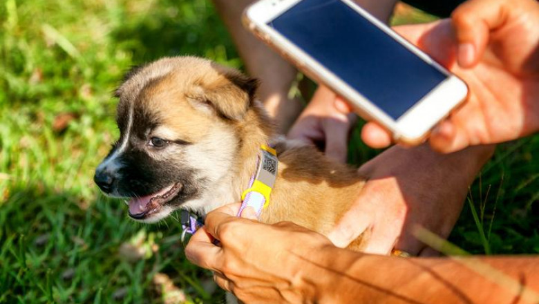 Smart Connected Pet Collar Market Share, Growth and Analysis Report 2021-2026