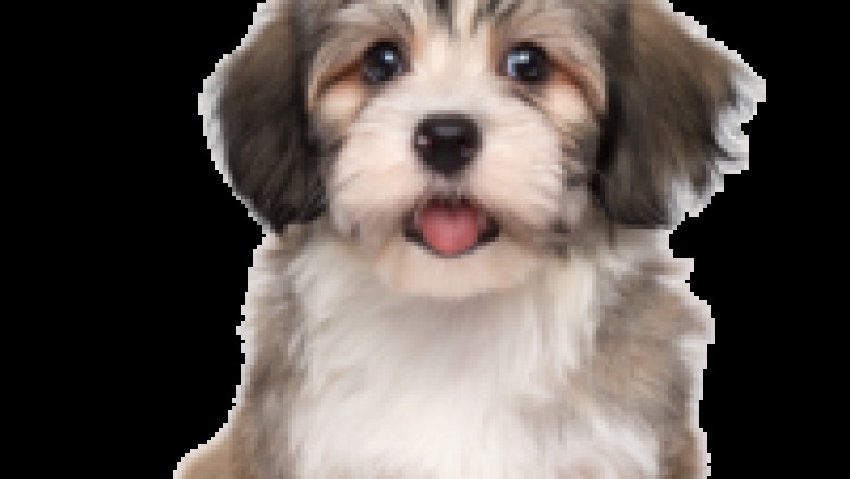 Everything which you need to know about getting an emotional support animal.
