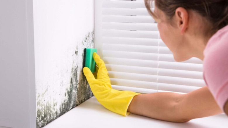 Get Rid of Mold: 8 Solutions to Kill and Prevent Outgrowth