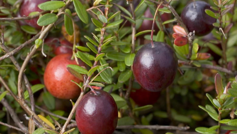 Tannic acid, also called tannin, is a phenolic compound found in woody flowering plants.