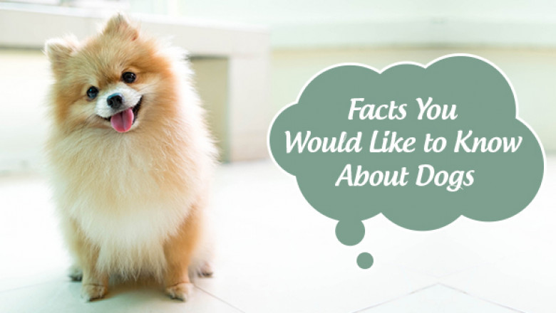 Facts You Would Like to Know about Dogs