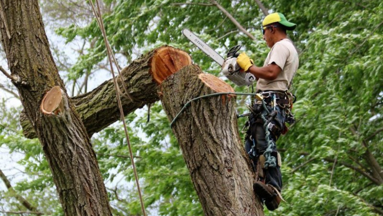 Cheap Tree Removal in Newcastle