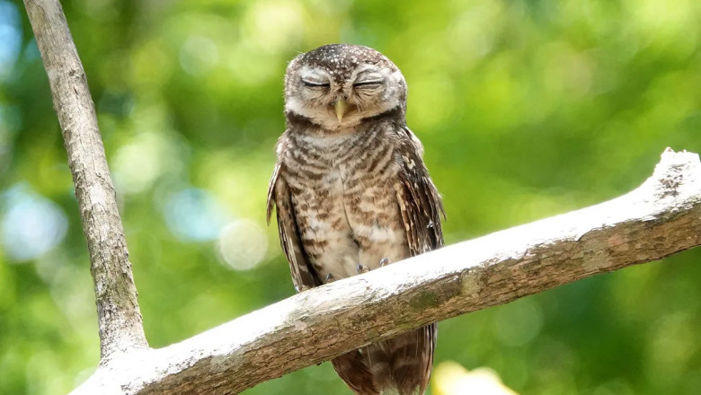 How Do Birds Sleep? (Everything Explained)
