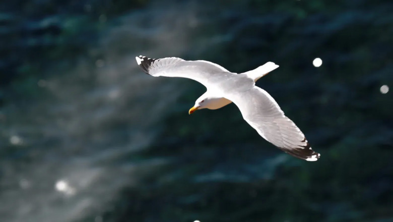 What Do Seagulls Eat? (Complete Guide)