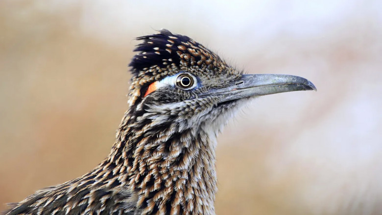What is the State Bird of Pennsylvania? (And Why?)