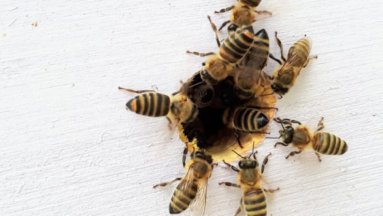 Why Should You Look for A Local Wasp Nest Removal Service as Fast as Possible?