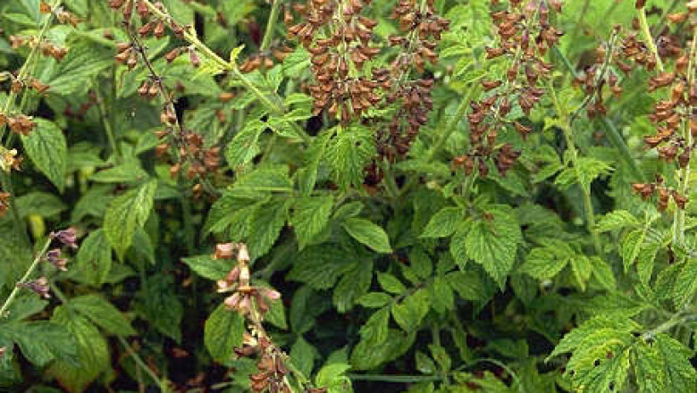 Salvia Miltiorrhiza (Danshen) Extracts Market Comprehensive Study Explore Huge Growth in Future