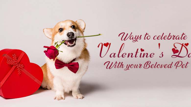 Ways to Celebrate Valentine’s Day with Pets