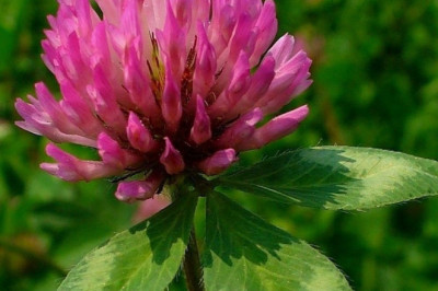 Global Red Clover Market Segments, Share, Trends 2028| Indigo Herbs, Herbo Nutra