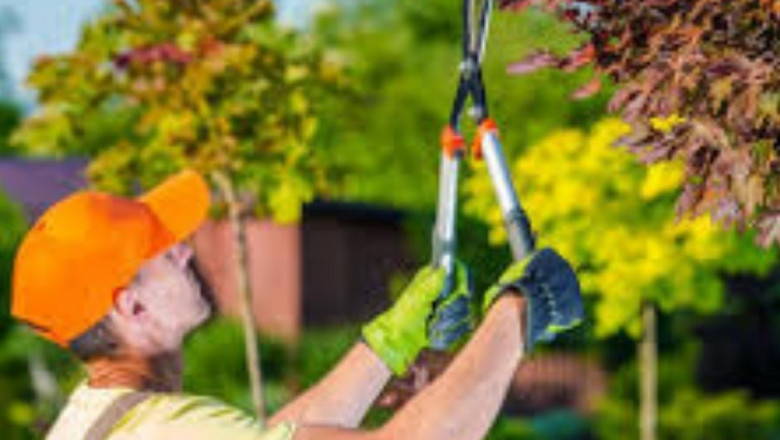 Tree Removal Covington_Acadian Tree and Stump Removal Service